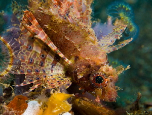 Shortfin lionfish by John Roach 